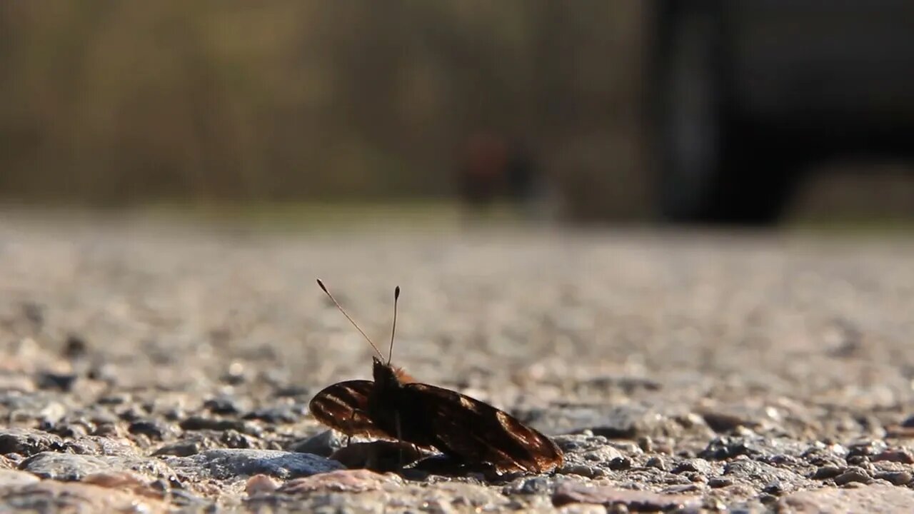 Butterfly on the road57