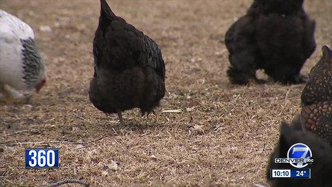 As backyard farms and urban livestock grow in popularity, some see benefits while others call foul