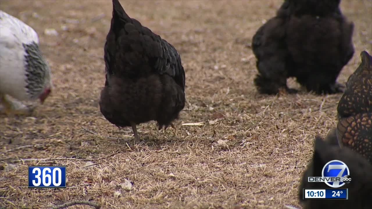 As backyard farms and urban livestock grow in popularity, some see benefits while others call foul