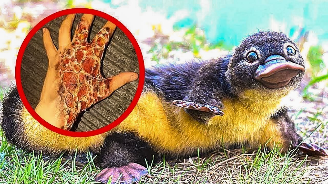 The Most Dangerous Animals In The World