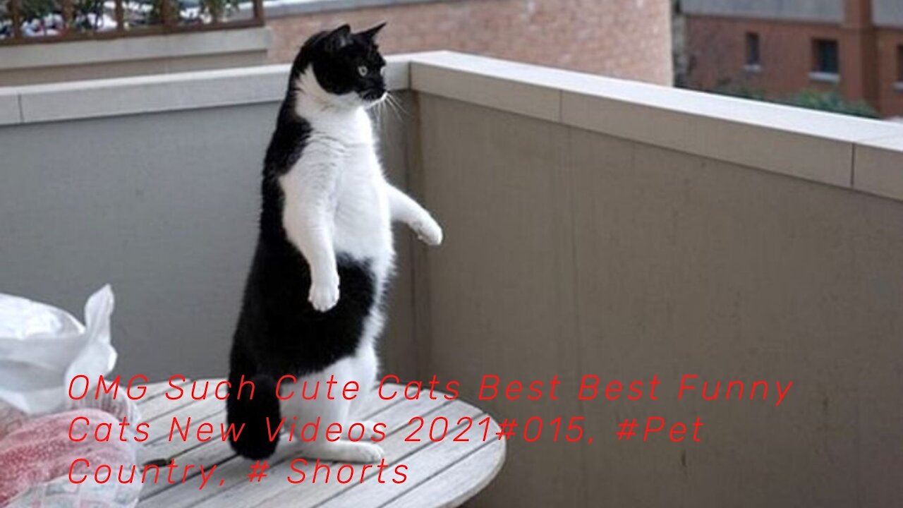 OMG Such Cute Cats Best Best Funny Cats New Videos 2021#015, #Pet Country, # Shorts