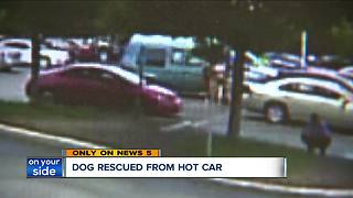 CAUGHT ON CAMERA: Dog saved from hot car