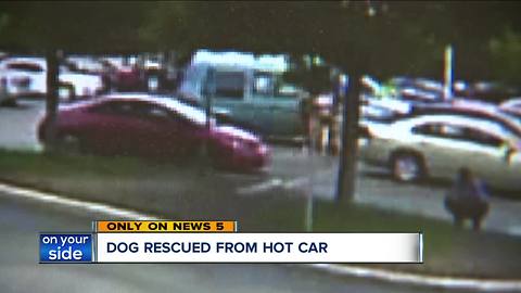 CAUGHT ON CAMERA: Dog saved from hot car