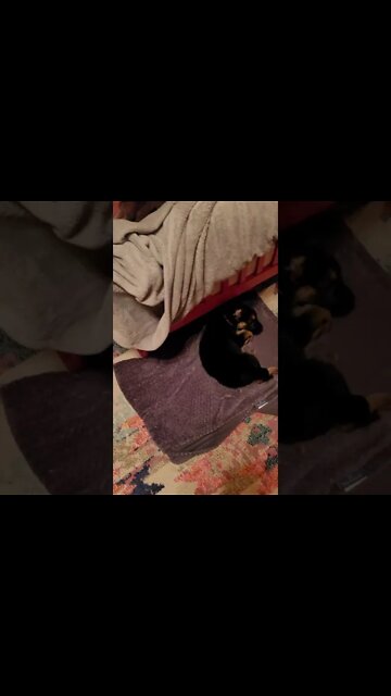 Meet Kali! #shorts #puppy #germanshepherd