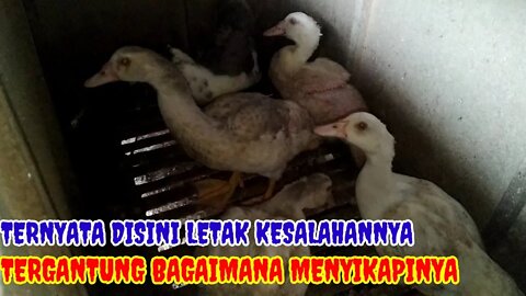 SEMUA TERGANTUNG PAKAN DAN PERAWATANNYA