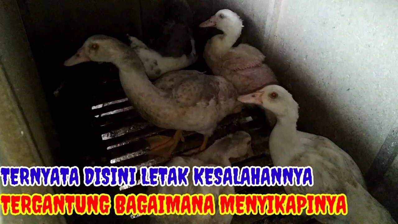 SEMUA TERGANTUNG PAKAN DAN PERAWATANNYA