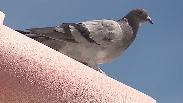 Solution to Clark County's pigeon problem