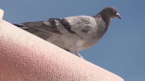Solution to Clark County's pigeon problem