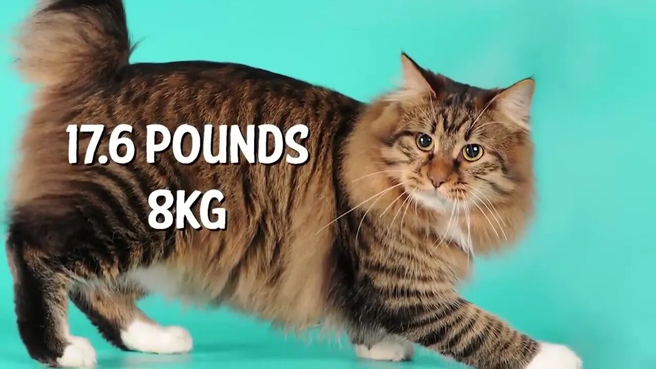 The BIGGEST CAT BREEDS In The World