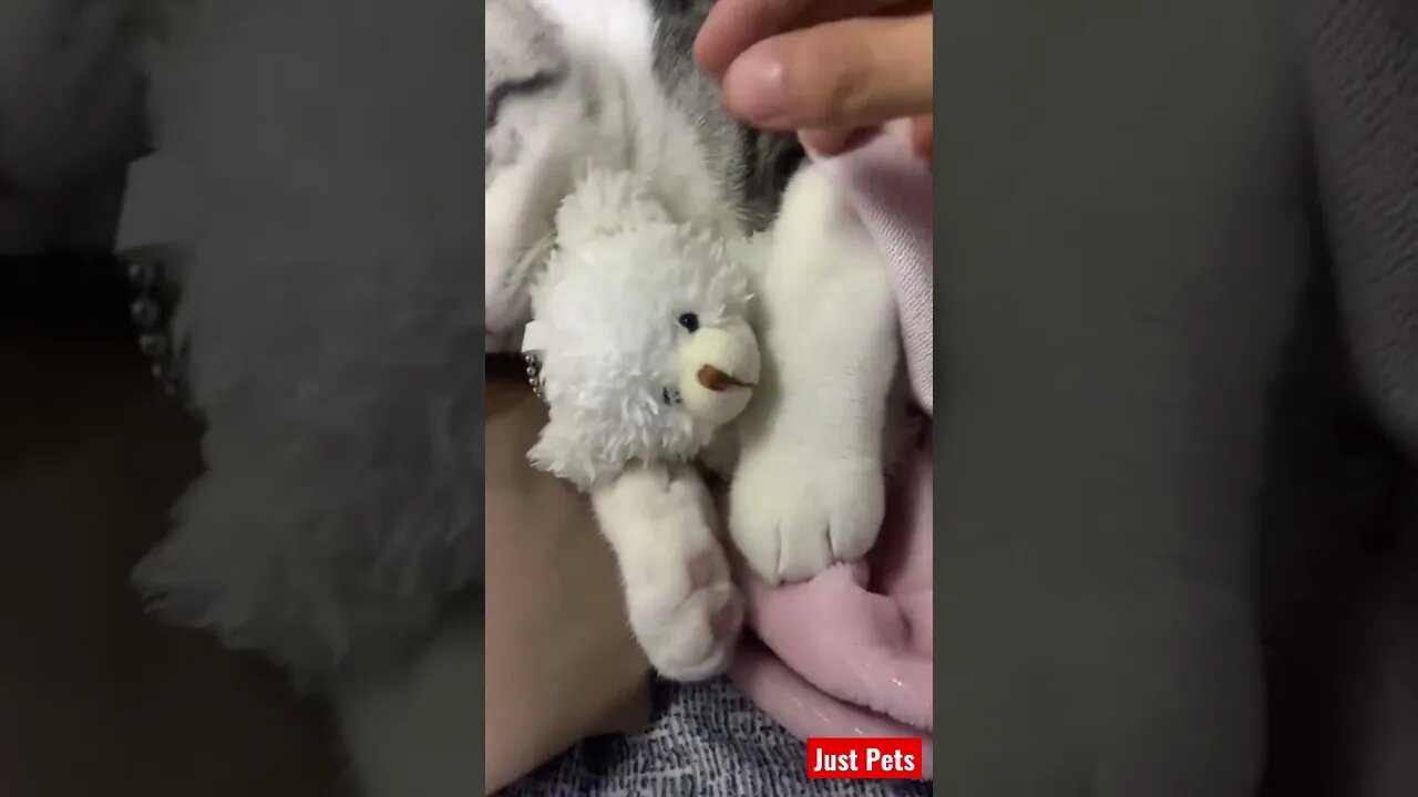 Wait for it #shorts #tiktok #cute #funnyanimals #cat