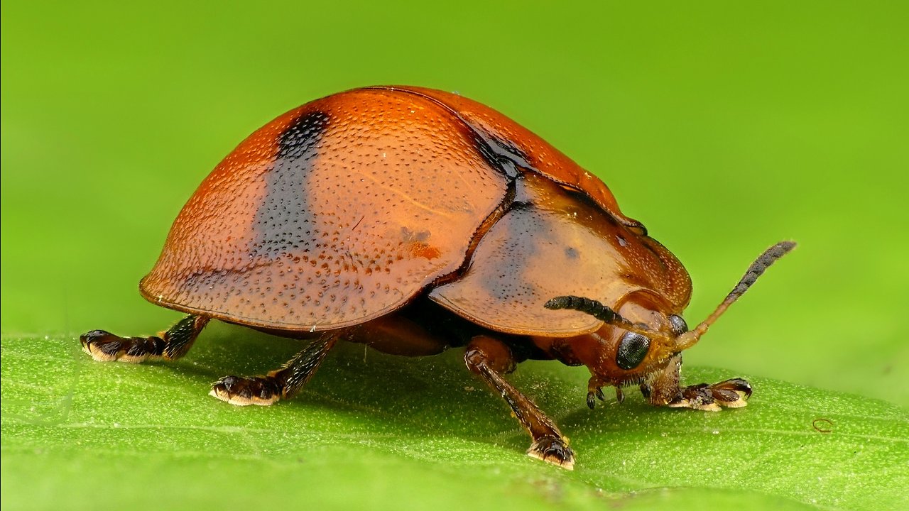 Tortoise beetle grooming from Ecuador