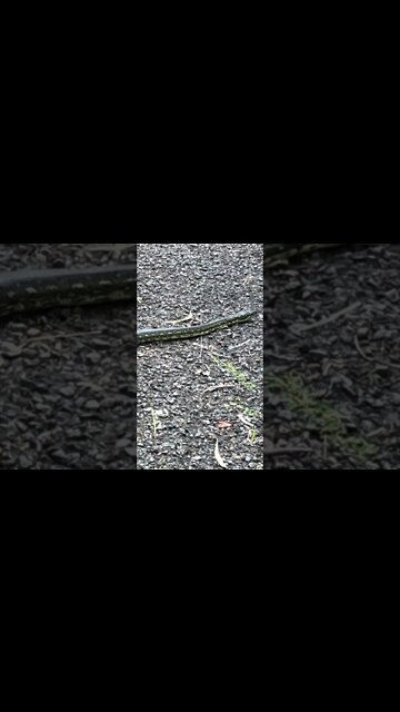 Python crossing driveway