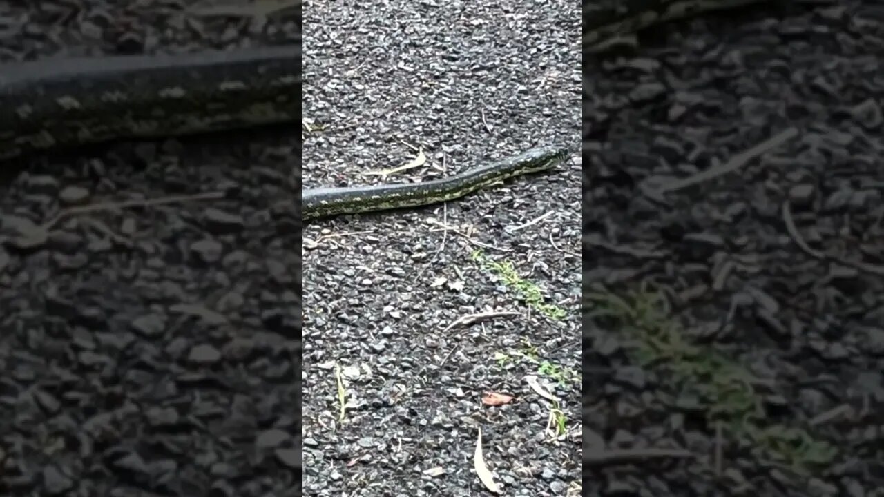 Python crossing driveway