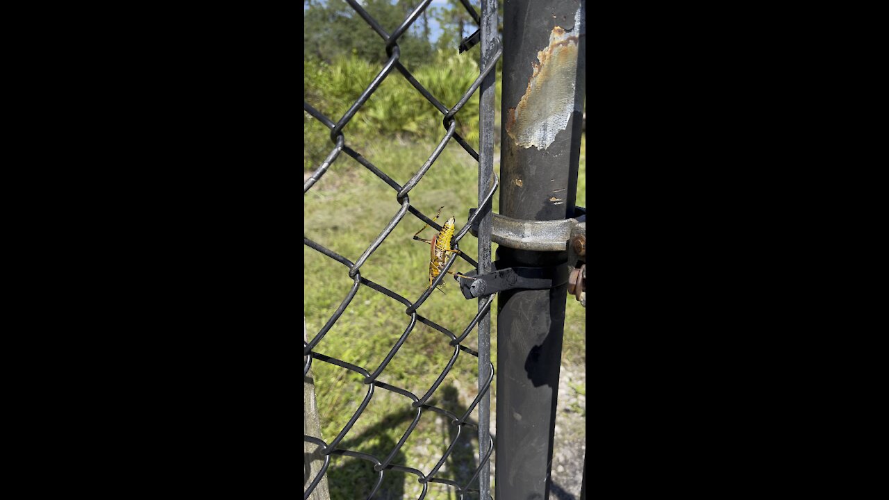 CREW Cypress Dome Trails Part 5- Immokalee, FL- 9/18/2021- 4K