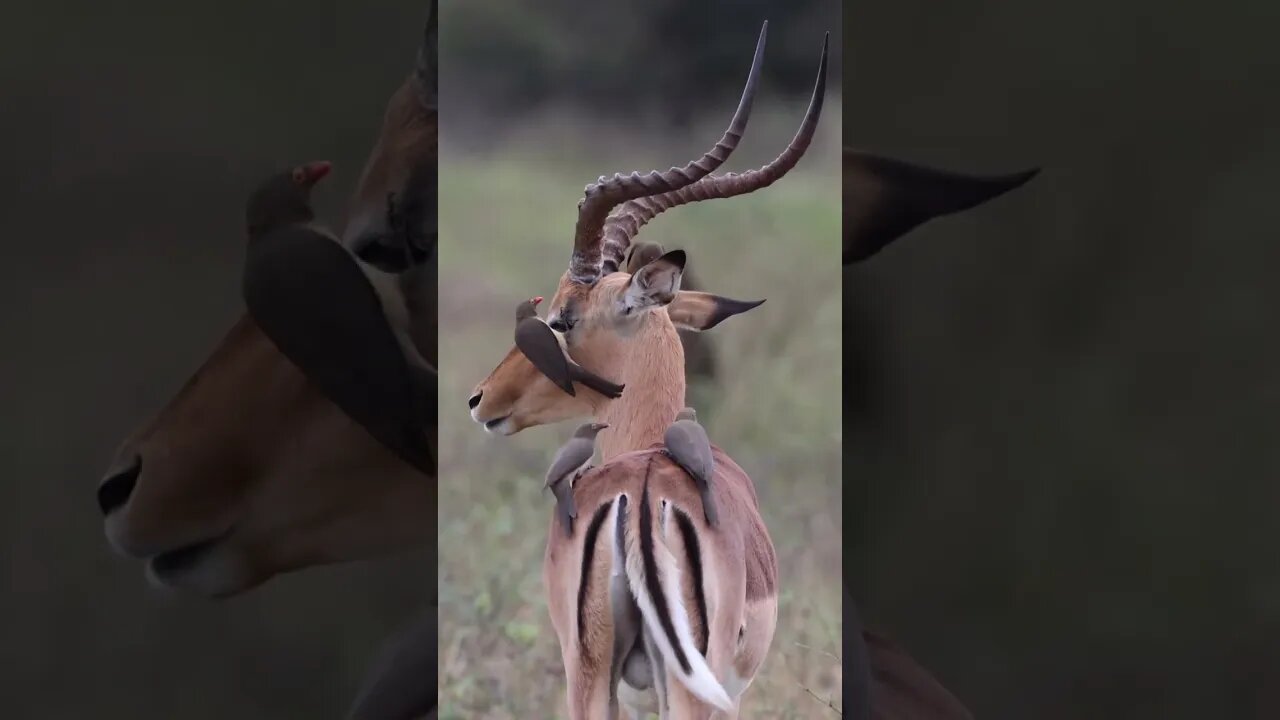 Impala and Oxpeckers interactions in the wild