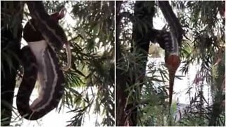 Un pitone ingoia un opossum intero