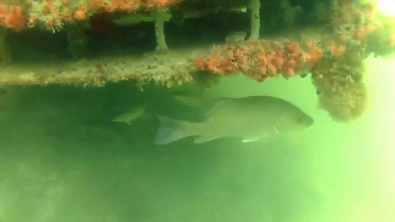 Mini-reefs filter water, attract fish