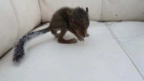 HELPLESS BABY SQUIRREL FOUND INJURED IN TRASH PILE ! WHAT HAPPENED