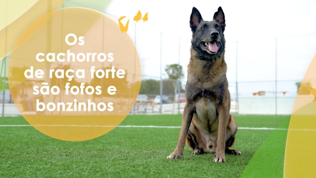 Cuide o seu pet com carinho em todo momento.