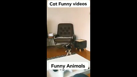 Cat Funny Clips😂