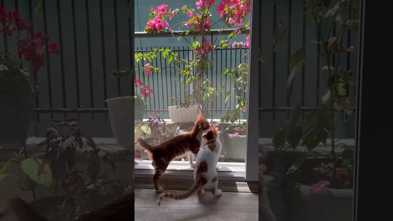 Let's me eat you kitten😻 #funnykittens