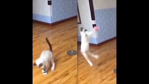 Athletic cat playing badminton - funny cat