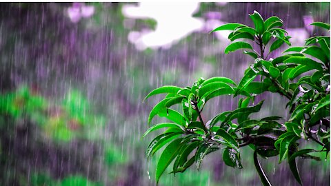 Rain sound , Relaxing , Reduce STRESS