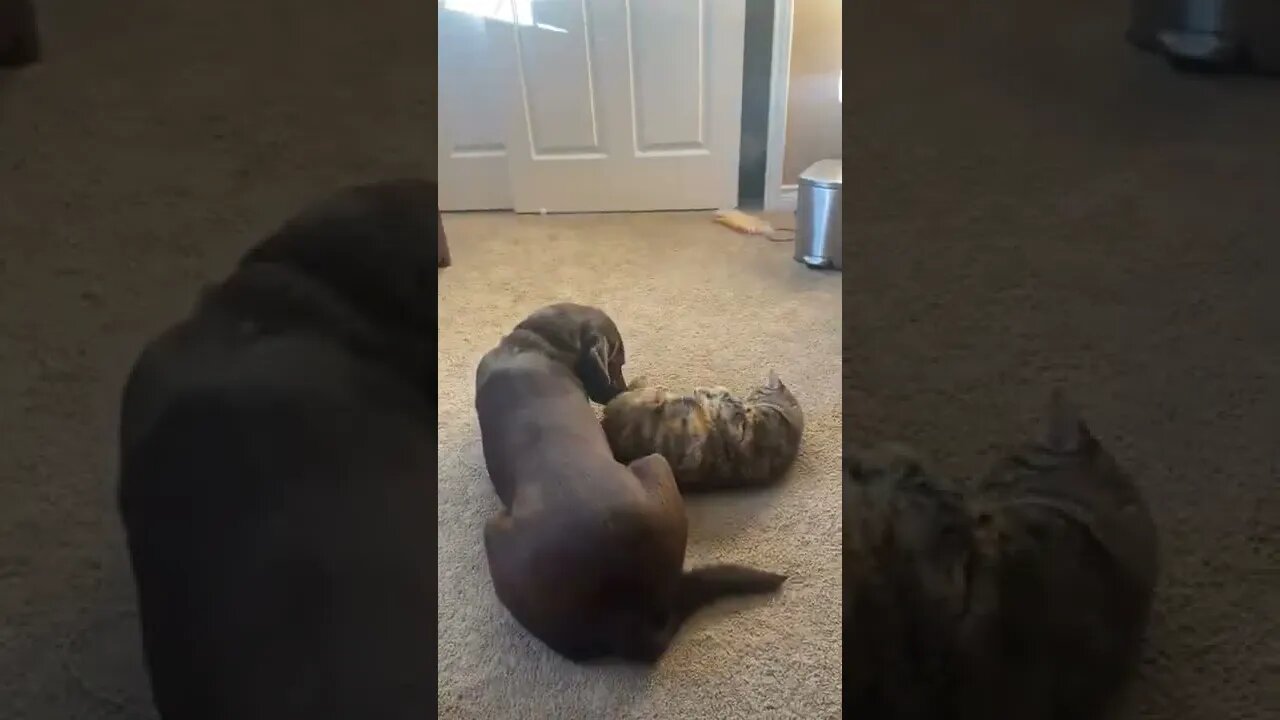Snuggle