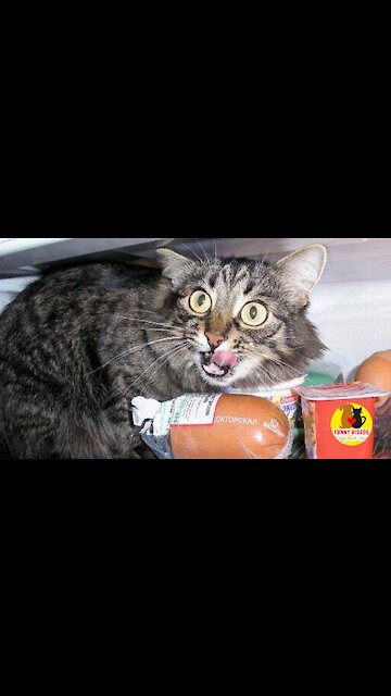 Fearless Cat True Magaiver #cat