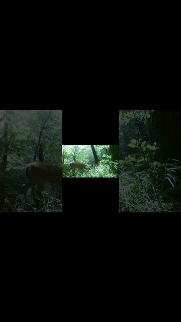 Jack's Trail Camera -- Episode 73 #shorts