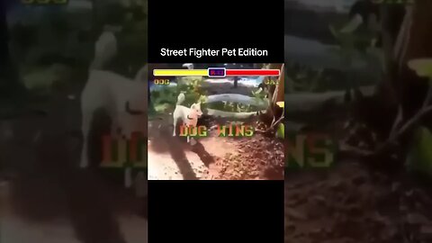 Street Fighter Pet Edition