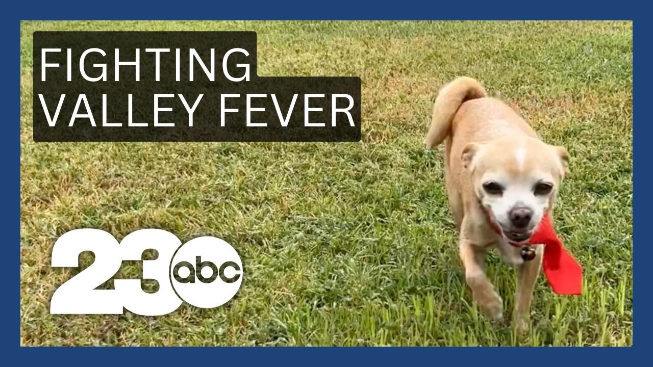Valley Fever vaccine for dogs could lead to future human vaccine