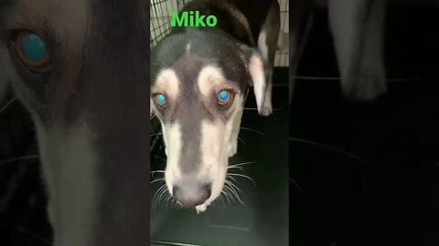 [Shorts 0142] MIKO [#dogs #doggos #doggies #puppies #dogdaycare]