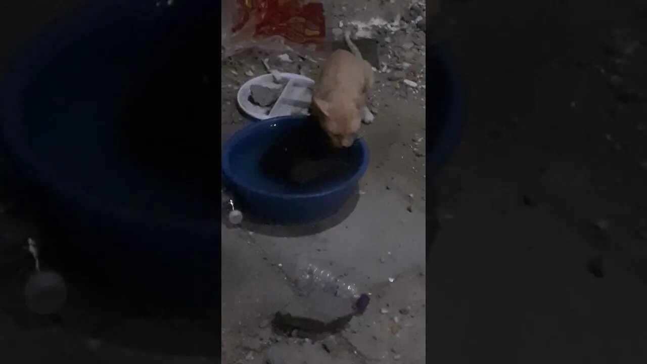 Calm Cat is drinking water | Makkah | Night