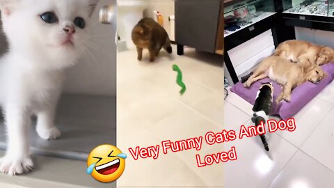 Very Funny moments cat with Dogs Dogs On cats And snakes