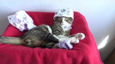 This Funny Cat Wears Socks