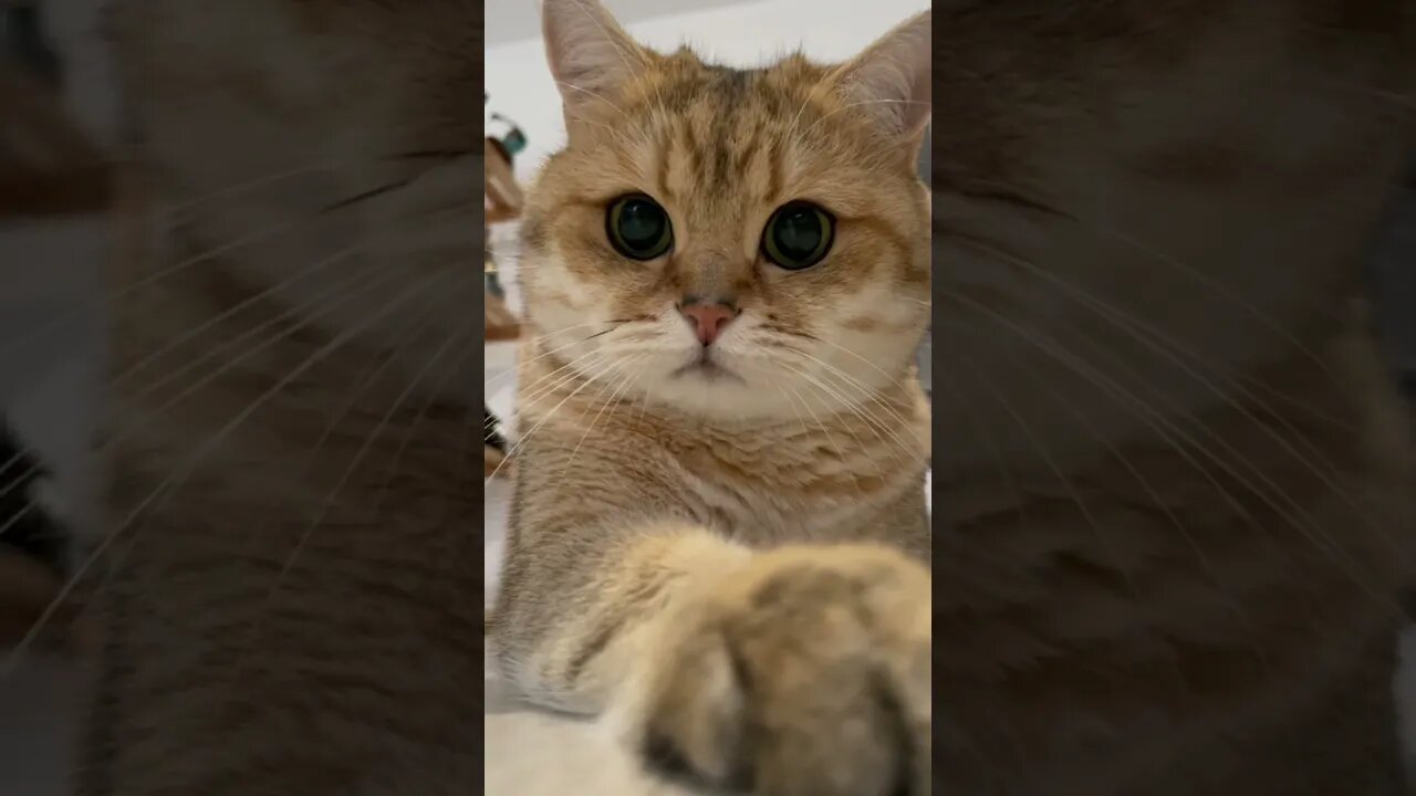 #shorts Смешные Коты Из Тик Тока 106 Funny Cats From Tiktok