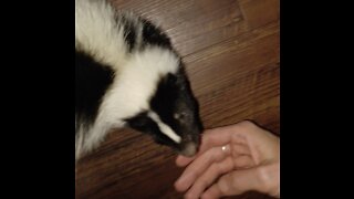 Baby Skunk