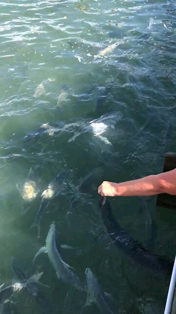Feeding fish off the docks of the Florida Keys