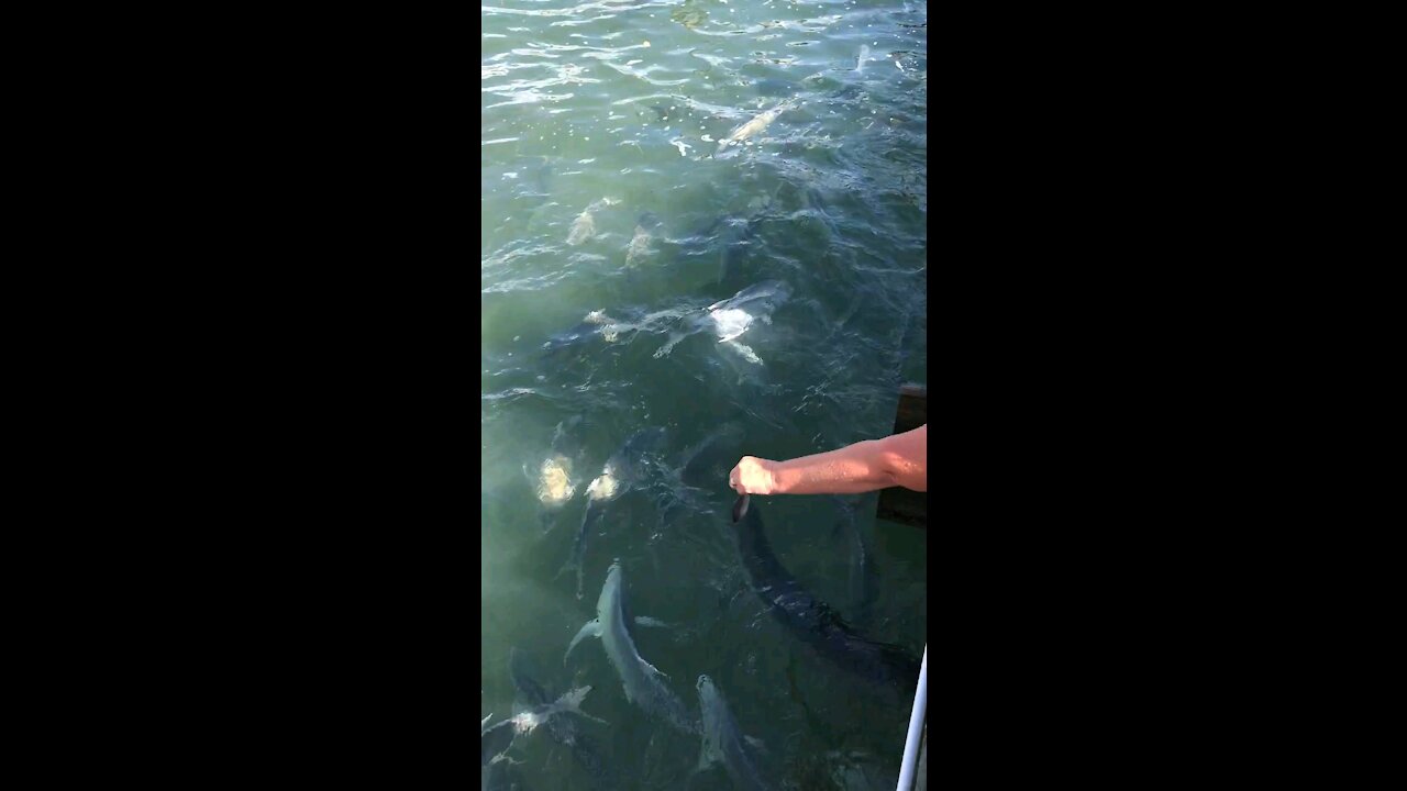 Feeding fish off the docks of the Florida Keys