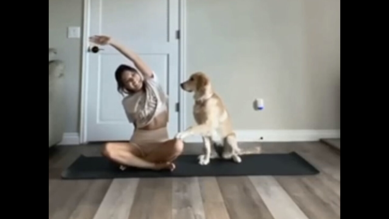 Clever dog doing Yoga with the owner