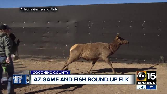 AZ Game and Fish moving some elk to West Virginia