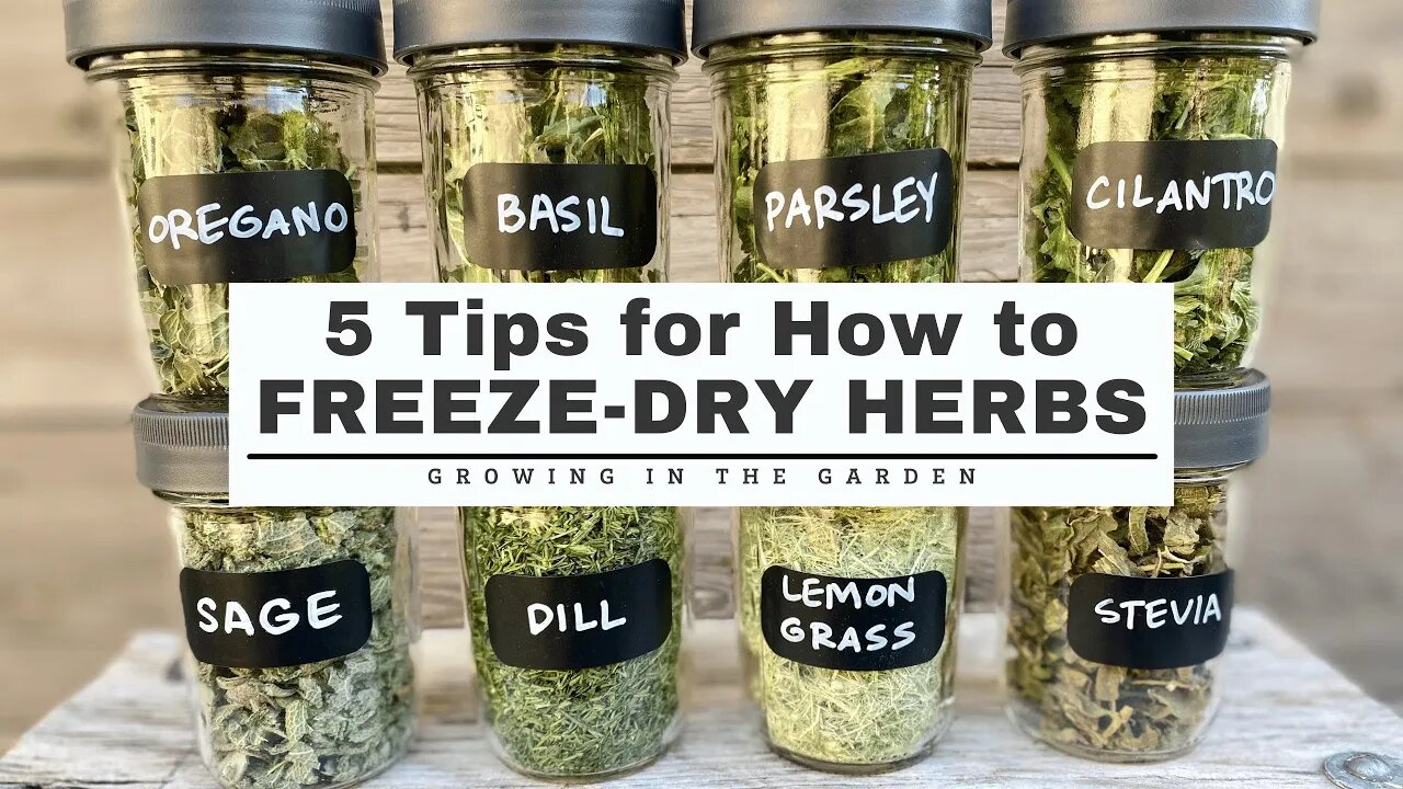 5 Tips for How to FREEZE DRY HERBS