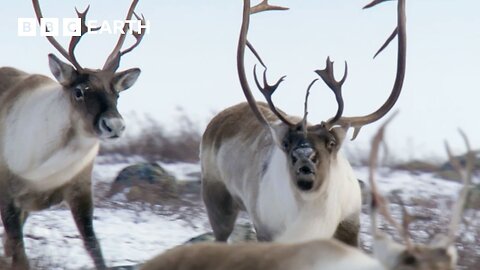 Winter's Ultimate Heavyweight Fight | Earth's Great Seasons | BBC Earth