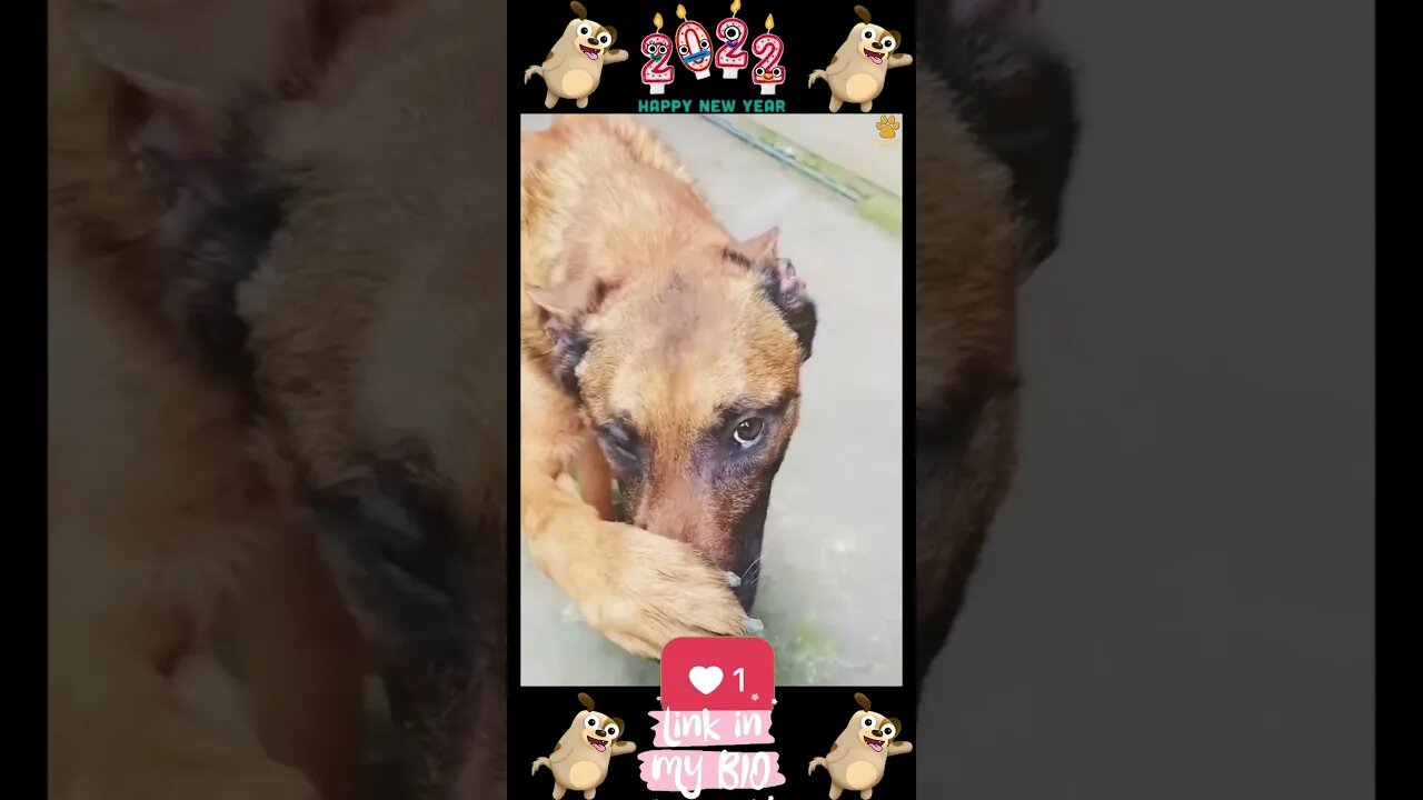 40_ππΆπ Baby Dogs - Cute and Funny Dogs Video ππΆπ (2022)
