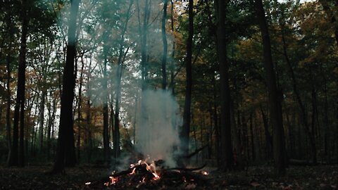 Forest Bonfire || Relax yourself with Nature || 10 min of Meditation