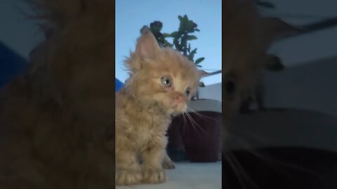 Cute Cats 😻#cats#cutecat#cutecatshorts#pets#cutepets#funnycats#viral#tiktok#viralvideo#youtube