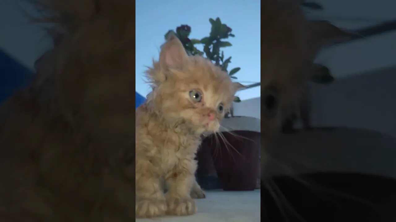 Cute Cats 😻#cats#cutecat#cutecatshorts#pets#cutepets#funnycats#viral#tiktok#viralvideo#youtube