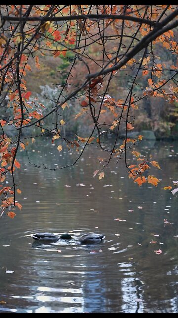 duck||test duck||water fuck duck