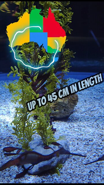 Strange Fish? Weedy Seadragon | Gran Canaria | Poema del Mar